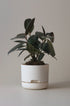 Mr Kitly selfwatering pots - White linen - Plantsmith | Indoor Plants Melbourne